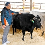 兵庫県畜産共進会で１５００万円の値が付いた「ななこ」＝西脇市黒田庄町前坂