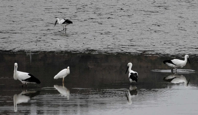 ため池で餌をついばむコウノトリ＝加西市山下町