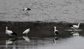 ため池で餌をついばむコウノトリ＝加西市山下町