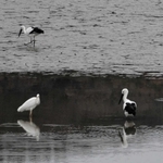 ため池で餌をついばむコウノトリ＝加西市山下町
