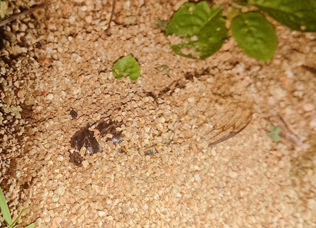 砂に埋まりかけているセミの死骸。茶色い頭部と羽が見える（志賀君提供）