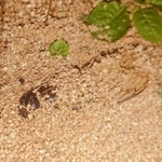 砂に埋まりかけているセミの死骸。茶色い頭部と羽が見える（志賀君提供）