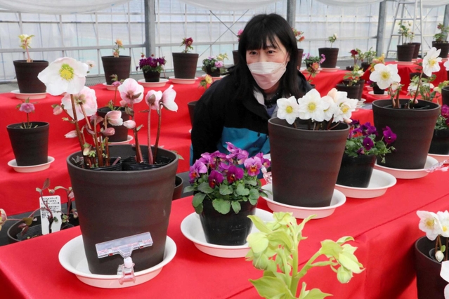 ホームセンターでは見られない」クリスマスローズ、華美競う展覧会に