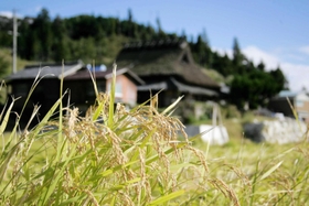 日本農業遺産への認定を目指す山田錦。豊かな農村風景の中で育まれる＝三木市吉川町（北播磨県民局提供）