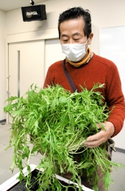 通常の水菜の５倍近い大きさに育った播州白水菜＝多可町中区岸上