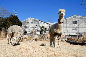 広場でのんびりとくつろぐアルパカ＝西脇市比延町、「タマキニイメ」