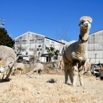 広場でのんびりとくつろぐアルパカ＝西脇市比延町、「タマキニイメ」