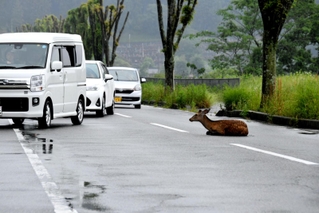 動けなくなったシカを回避して進む車＝西脇市小坂町 