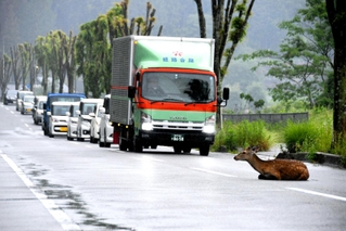 シカが動けなくなり、渋滞が発生した県道＝西脇市小坂町