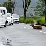 動けなくなったシカを回避して進む車＝西脇市小坂町 