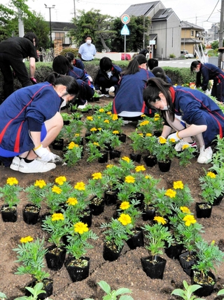 花の苗を花壇に植える小野工業高生＝小野市片山町