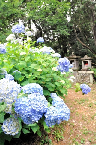 巡礼道の石仏を見守るように咲くアジサイ＝浄土寺