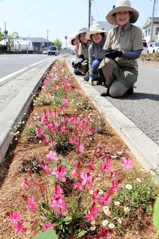 国道沿いでピンク色の花を育てるボランティアメンバー＝加東市社