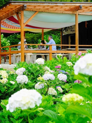 約３千株のアジサイが咲き誇る園内＝西脇市坂本