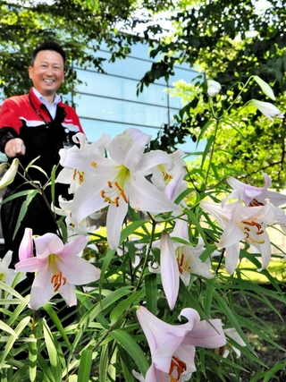 種から育て、２年連続で開花したササユリと辻本晋さん＝小野市葉多町