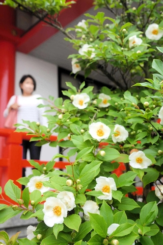 可憐な花を付けるナツツバキ＝西脇市小坂町