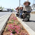国道沿いでピンク色の花を育てるボランティアメンバー＝加東市社