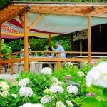 約３千株のアジサイが咲き誇る園内＝西脇市坂本
