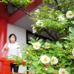 可憐な花を付けるナツツバキ＝西脇市小坂町