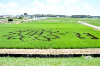 緑の稲穂に黒のヒマワリが浮かぶ田んぼアート＝小野市高田町