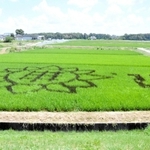 緑の稲穂に黒のヒマワリが浮かぶ田んぼアート＝小野市高田町