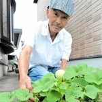 アスファルトから芽を出し実を付けたプリンスメロン＝加西市網引町