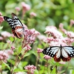 フジバカマの蜜を求めて飛来したアサギマダラ＝加東市平木