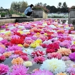 約１５００輪が浮かぶダリアフロート＝県立フラワーセンター