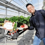 赤いイチゴを手に取る馬本康幸さん＝いずれも小野市広渡町