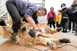 バリカンを手にヒツジの毛を刈る山本さん＝西脇市比延町