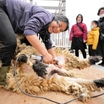 バリカンを手にヒツジの毛を刈る山本さん＝西脇市比延町