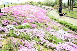 じゅうたんのように敷き詰められたシバザクラ＝西脇市上比延町