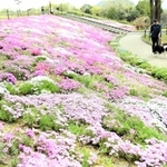 じゅうたんのように敷き詰められたシバザクラ＝西脇市上比延町