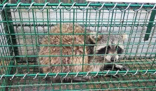 捕獲されたアライグマ（加東市提供）