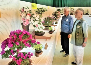 色鮮やかな花を付けたさつき盆栽展＝県立フラワーセンター