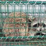 捕獲されたアライグマ（加東市提供）