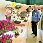 色鮮やかな花を付けたさつき盆栽展＝県立フラワーセンター