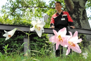 大池川の土手に咲いたササユリを見る辻本晋さん＝小野市葉多町