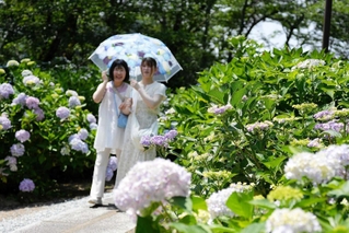 大輪の花を咲かせるアジサイ＝西脇市坂本