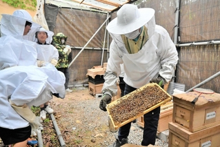 ミツバチが密集する巣枠。小学生らは防護服を着て観察した＝県立フラワーセンター