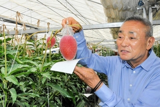 温室でマンゴーを手に取る大西久則さん＝小野市復井町