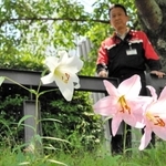 大池川の土手に咲いたササユリを見る辻本晋さん＝小野市葉多町