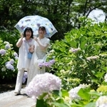 大輪の花を咲かせるアジサイ＝西脇市坂本