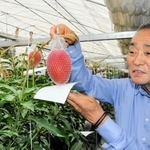 温室でマンゴーを手に取る大西久則さん＝小野市復井町