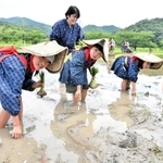 早乙女姿で田植えにいそしむ子どもたち＝加西市和泉町