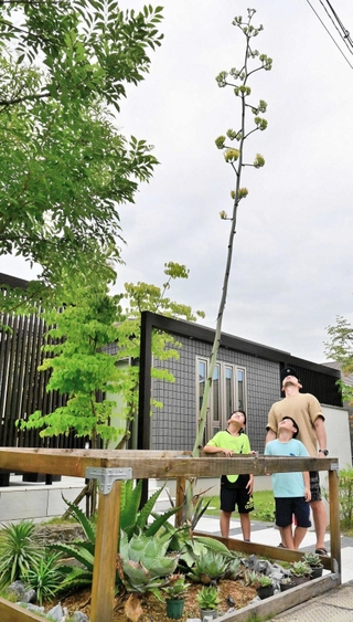 茎が６～７メートル伸びたアガベ＝加西市北条町西高室