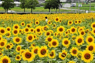 一面に広がるヒマワリ畑＝小野市浄谷町