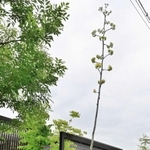 茎が６～７メートル伸びたアガベ＝加西市北条町西高室