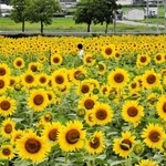 一面に広がるヒマワリ畑＝小野市浄谷町