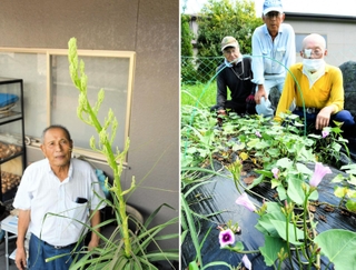 ㊧突然花芽を付けた、「４５年物」のトックリラン＝西脇市西田町、㊨酷暑の中で咲いたサツマイモの花＝西脇市上比延町